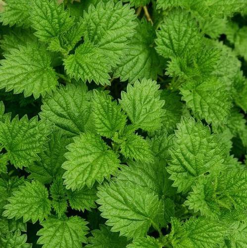 美容护肤 天然面膜DIY清洁肌肤