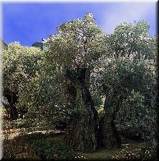 地中海沿岸的橄榄树
