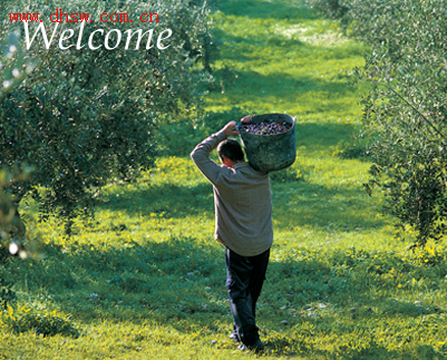 橄榄油产地区别好坏