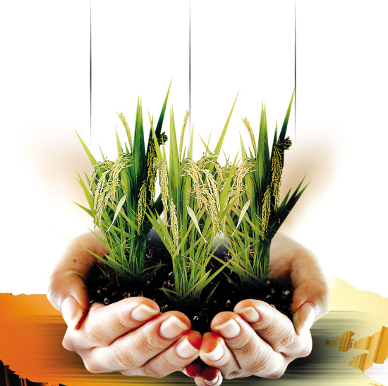 新粮食战争正在中国上演 国际大鳄布局抢定价权